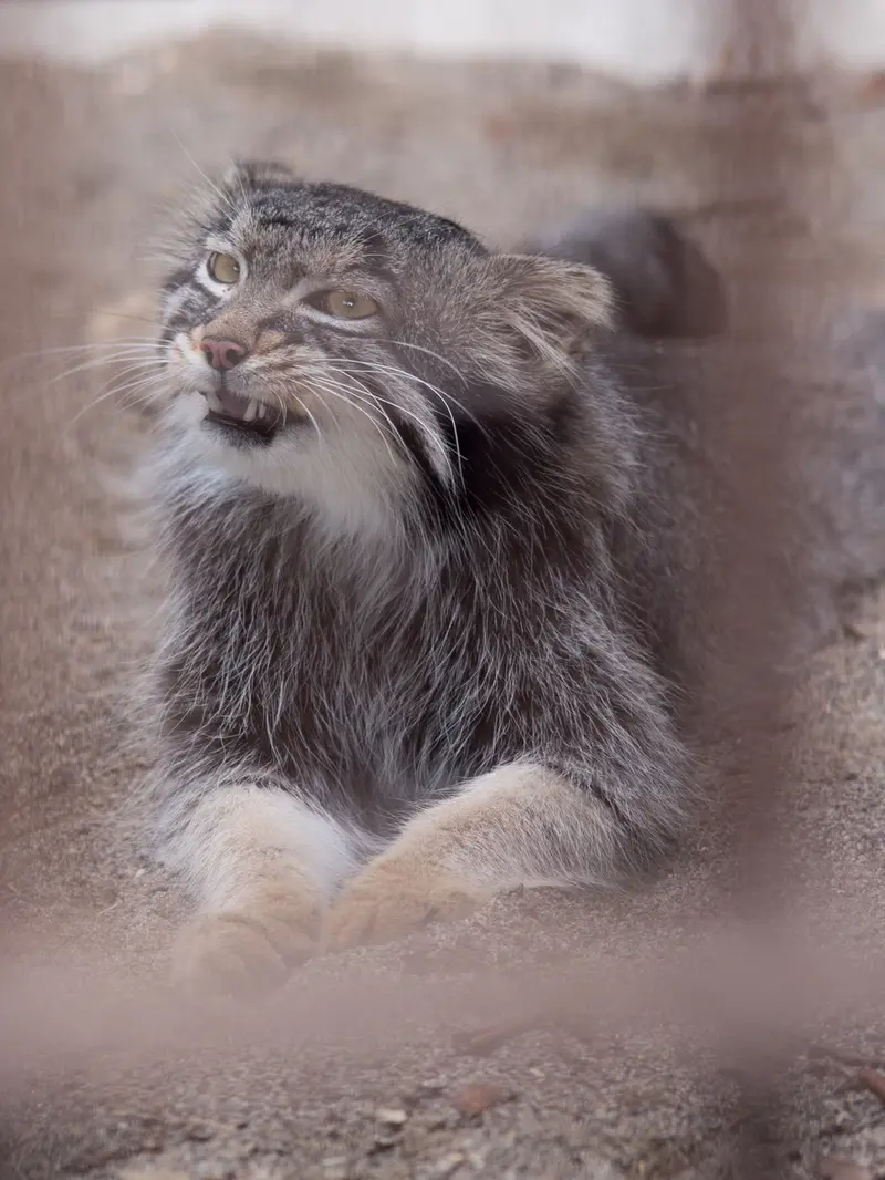 野毛山動物園のフィーガの写真