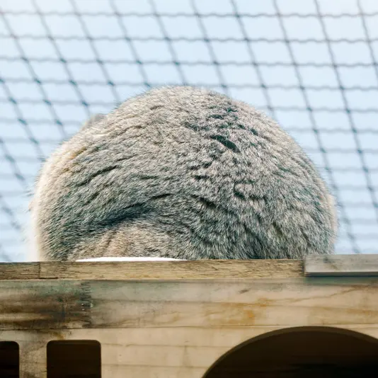 青海チベット高原野生動物園のスン・サンランの写真
