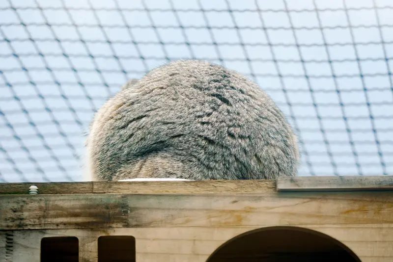 青海チベット高原野生動物園のスン・サンランの写真