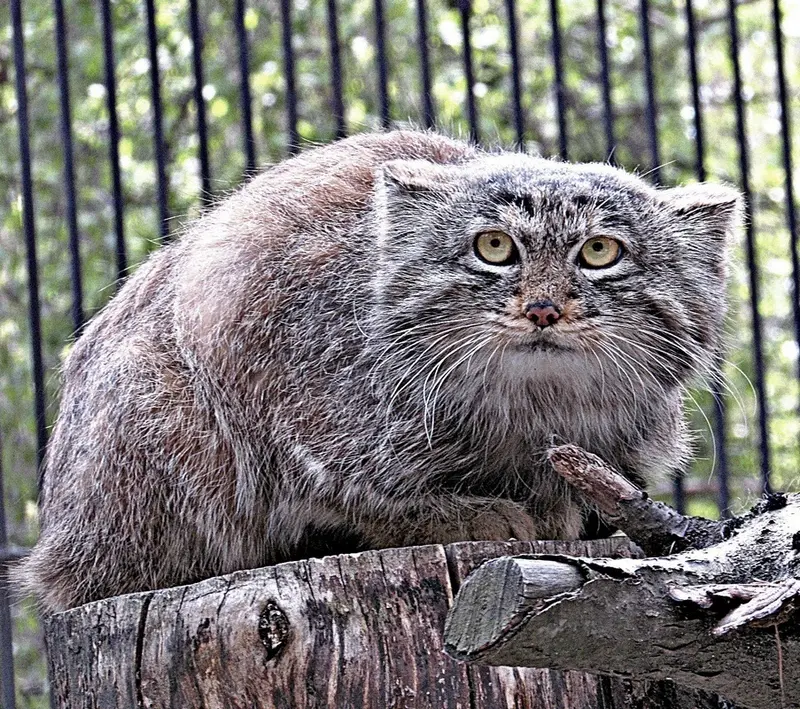 ノヴォシビルスク動物園のマヌルネコの写真