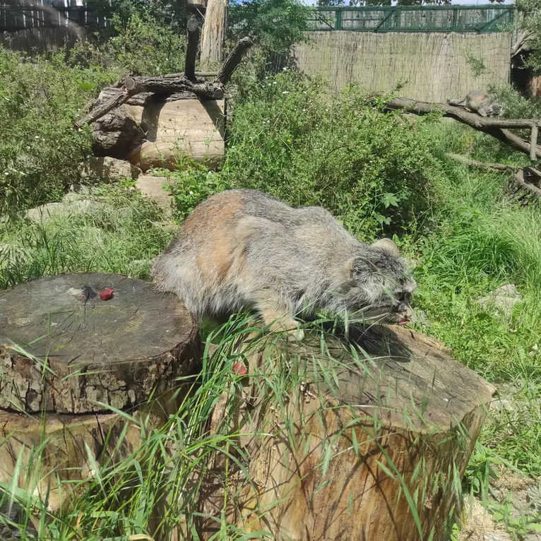 ヴロツワフ動物園のザリナの写真