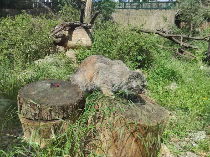 ヴロツワフ動物園のザリナの写真