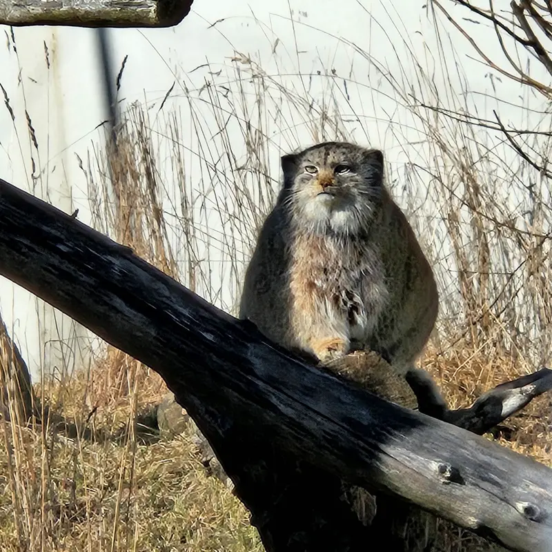 コルケアサーリ動物園のミミの写真