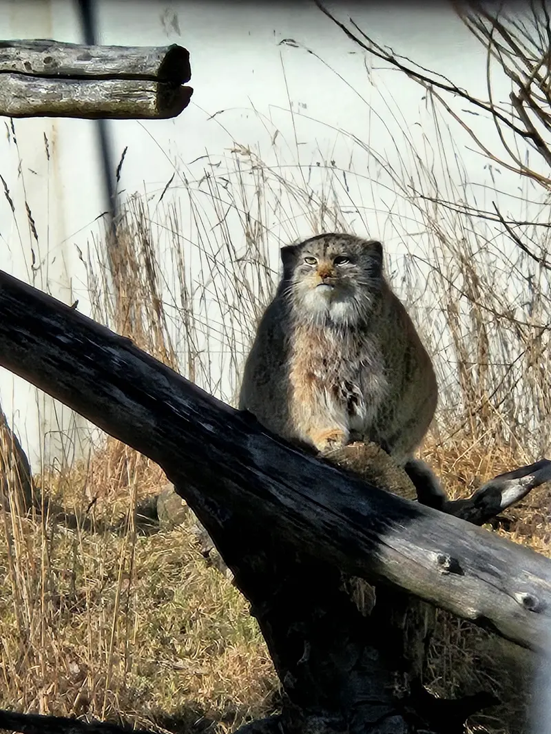 コルケアサーリ動物園のミミの写真