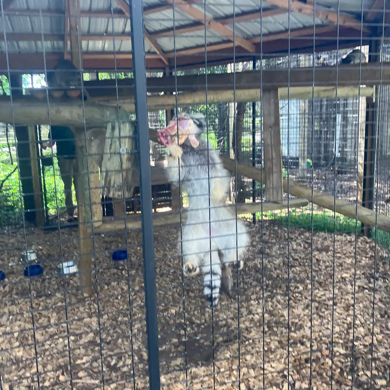 サファリ・ノース野生動物公園のマヌルネコの写真