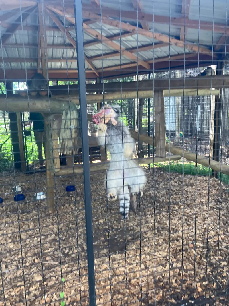 サファリ・ノース野生動物公園のマヌルネコの写真