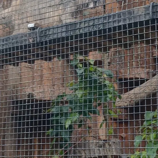 レニングラード動物園のマヌルネコの写真