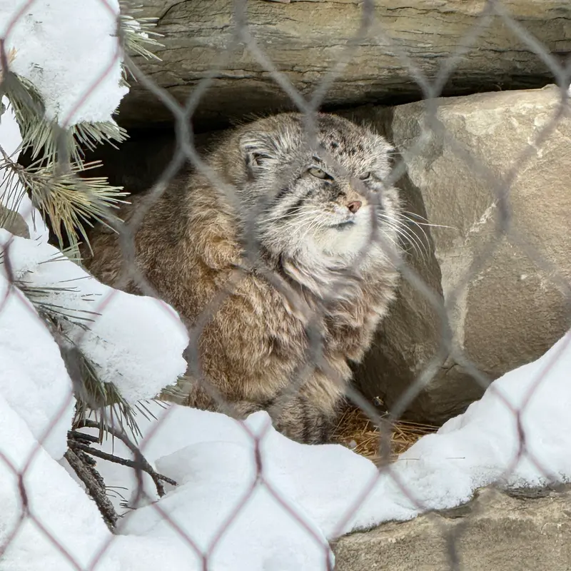 カルガリー動物園 / ワイルダー・インスティテュートのオラフの写真