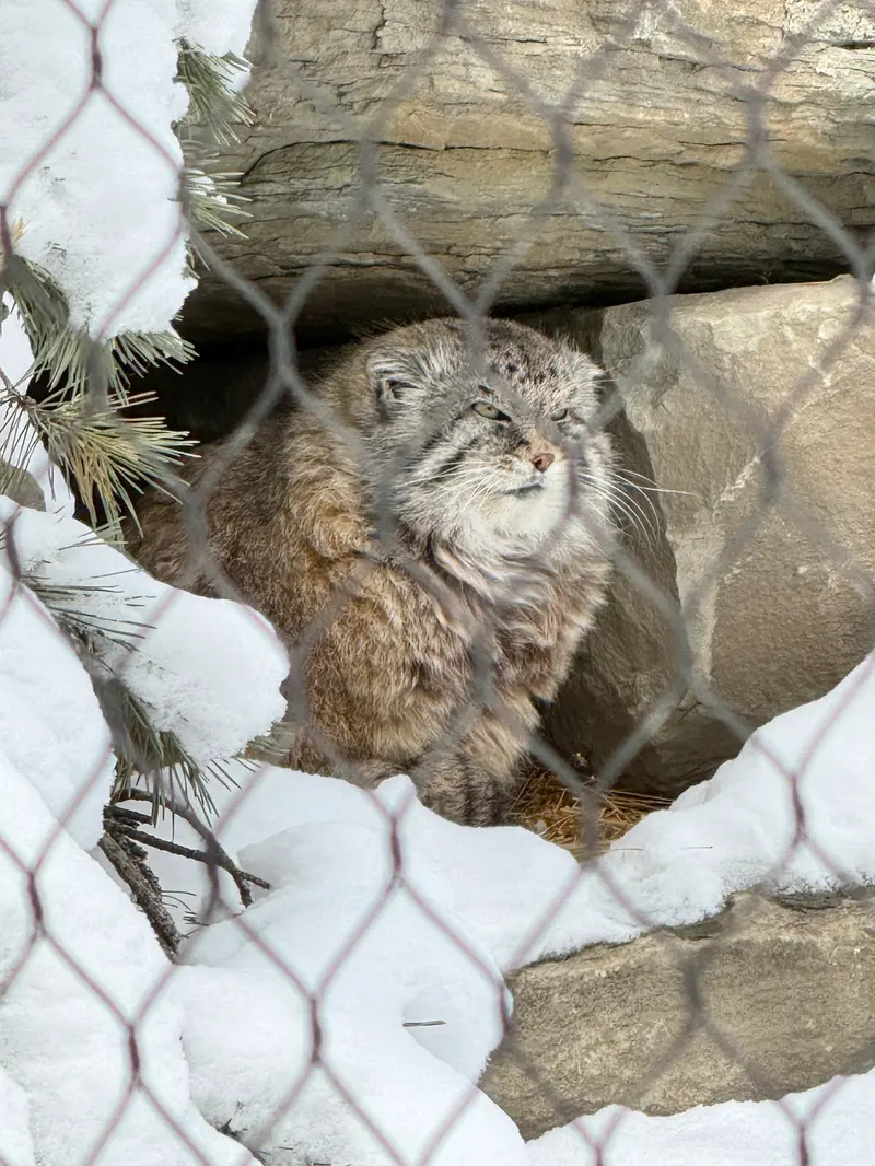 カルガリー動物園 / ワイルダー研究所のオラフの写真