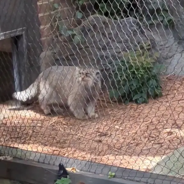 プロスペクト・パーク動物園のマヌルネコの写真
