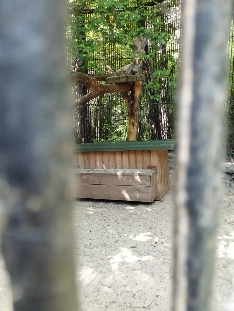 ノヴォシビルスク動物園のマヌルネコの写真