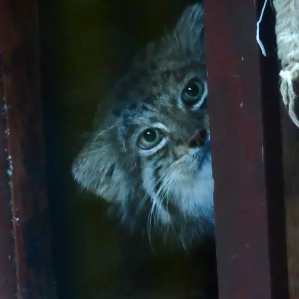 恩賜上野動物園のクリョンの写真