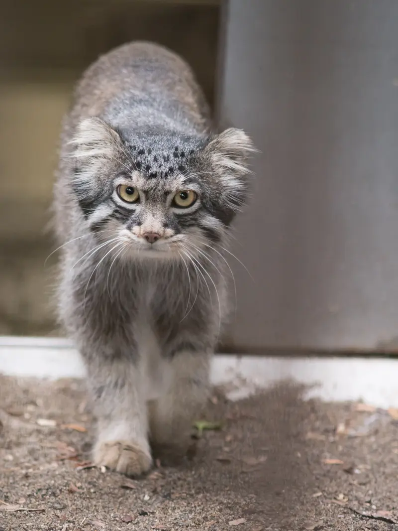 野毛山動物園のフィーガの写真