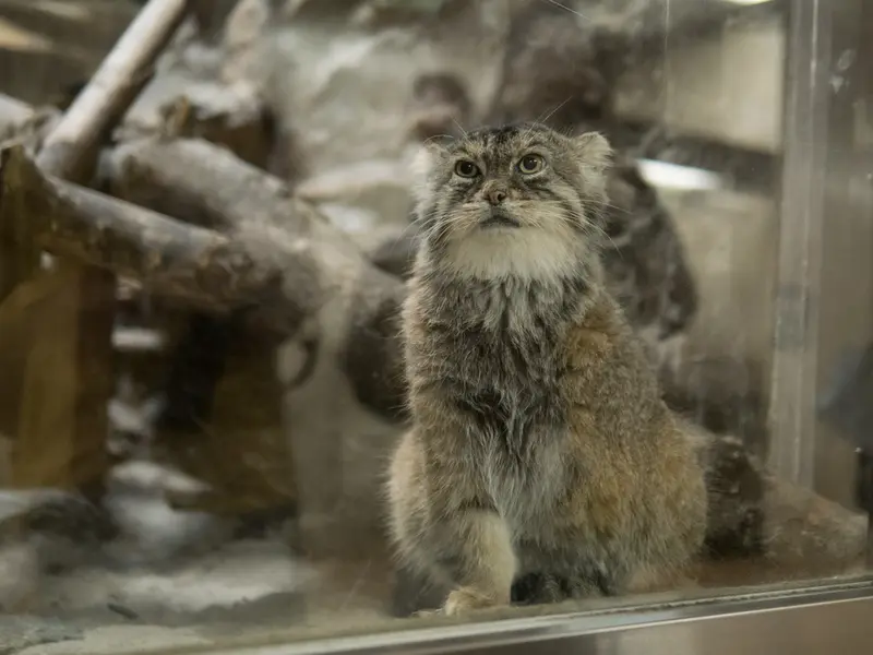 恩賜上野動物園のプリームラの写真