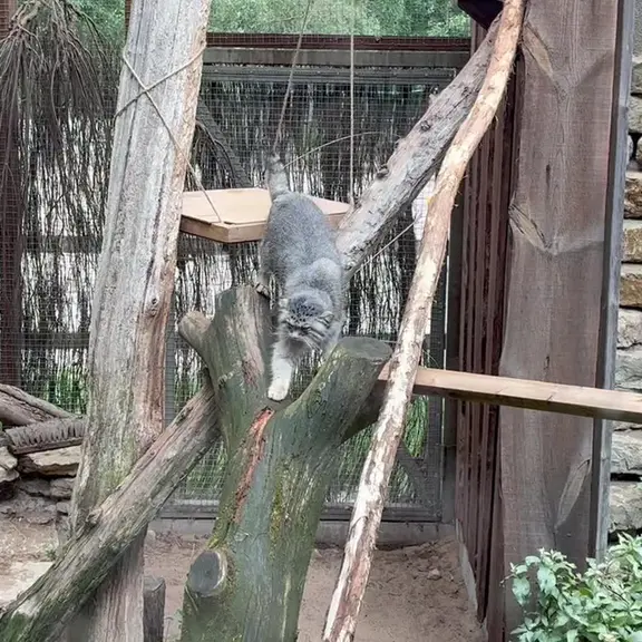 タリン動物園のマヌルネコの写真