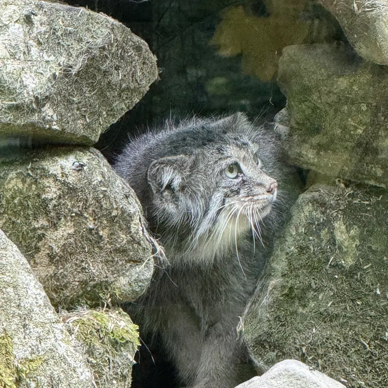 オペル動物園のフェイの写真