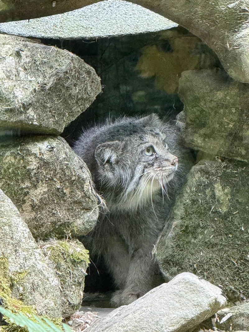 オペル動物園のフェイの写真