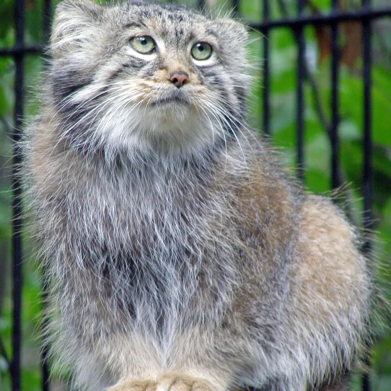 ノヴォシビルスク動物園のシェブの写真