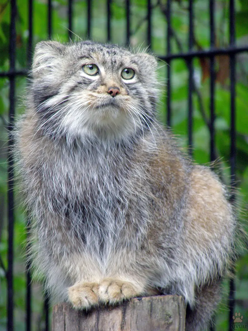 ノヴォシビルスク動物園のシェブの写真