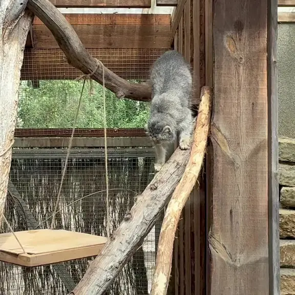 タリン動物園のマヌルネコの写真