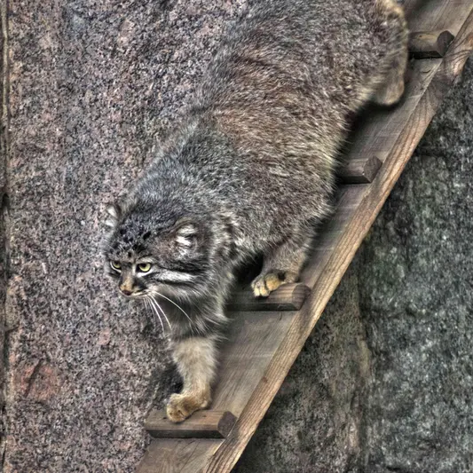 モスクワ動物園のダーライの写真