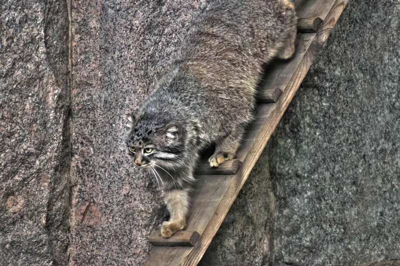 モスクワ動物園のダーライの写真