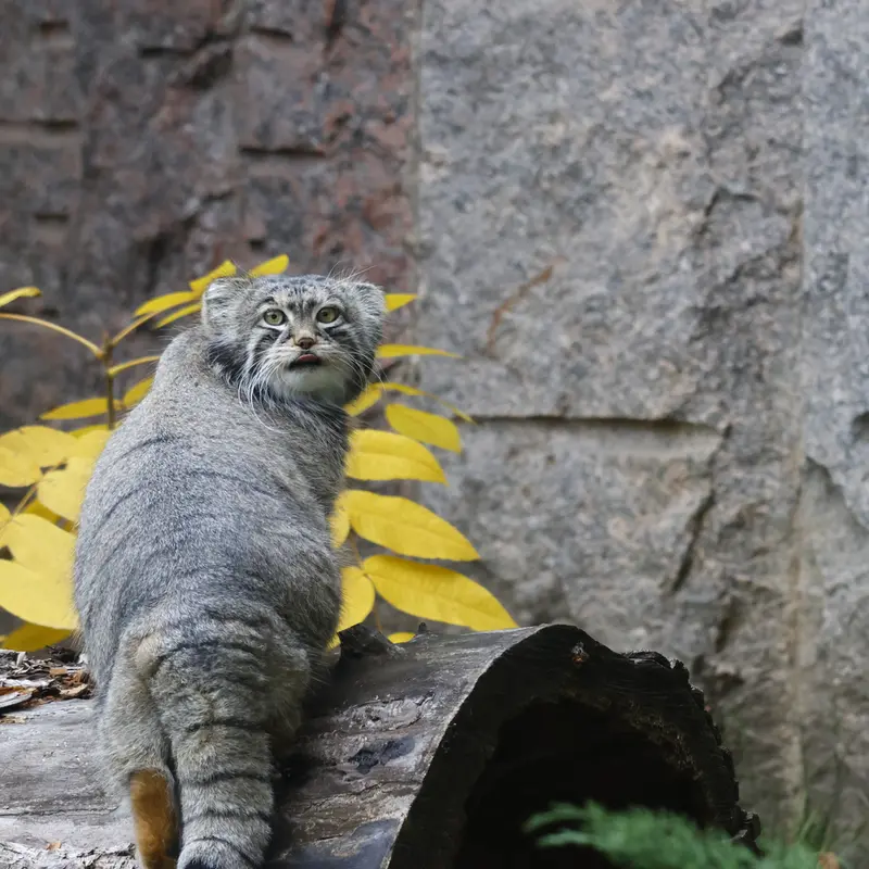 モスクワ動物園のティモフェイの写真