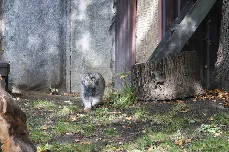 モスクワ動物園のティモフェイの写真