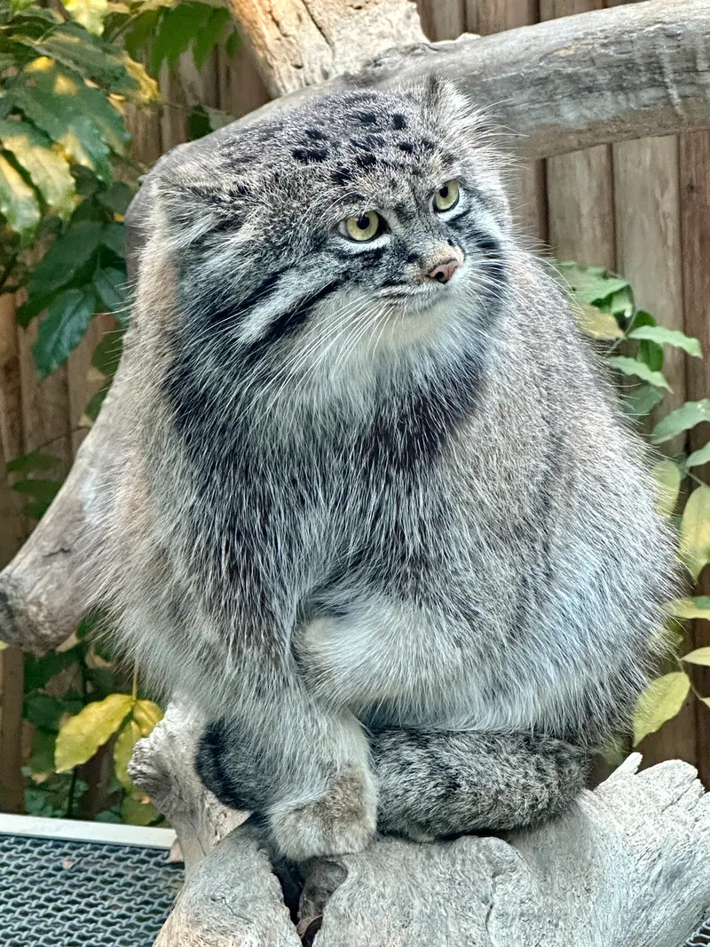 神戸どうぶつ王国のナルの写真