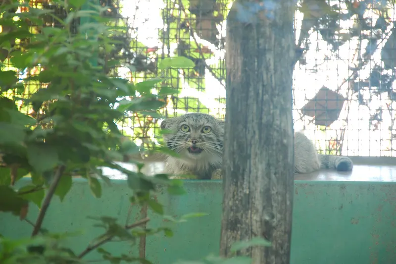 ブダペスト動物園・植物園のルーシーの写真