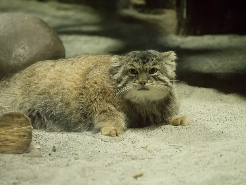 恩賜上野動物園のプリームラの写真