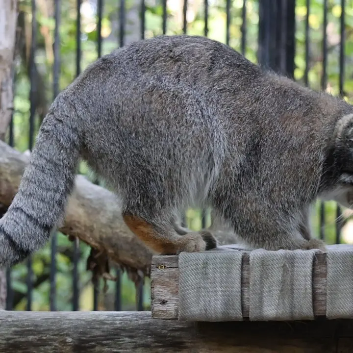ノヴォシビルスク動物園のマヌルネコの写真