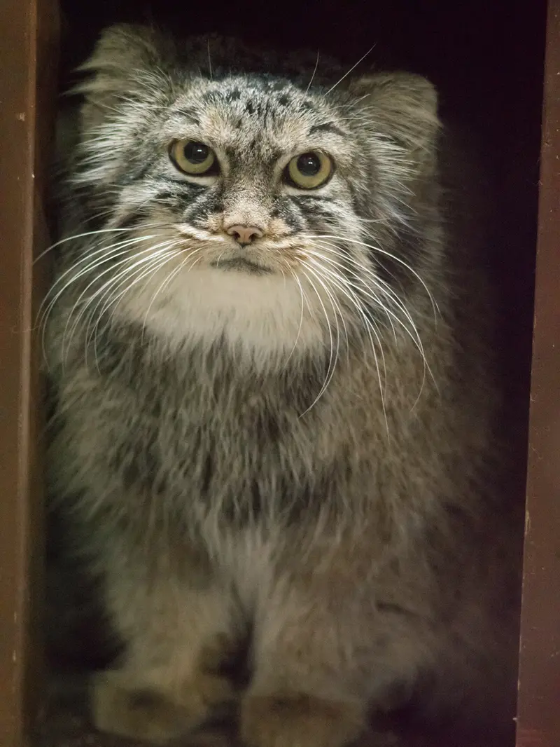 恩賜上野動物園のサフランの写真