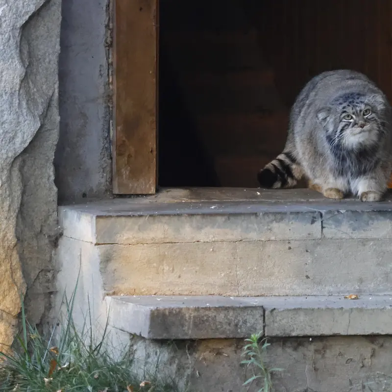 モスクワ動物園のティモフェイの写真