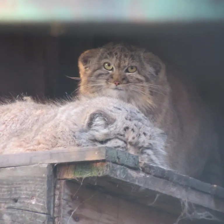 ブダペスト動物園・植物園のボフスとルーシーの写真