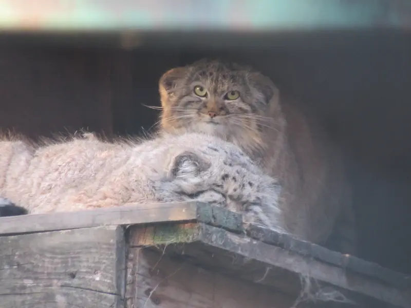 ブダペスト動物園・植物園のボフスとルーシーの写真