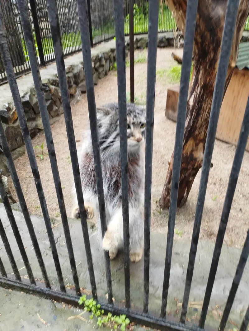 ノヴォシビルスク動物園のマヌルネコの写真
