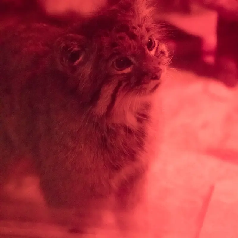 恩賜上野動物園のナイマの写真