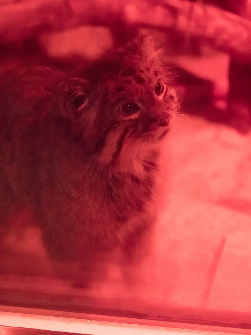 恩賜上野動物園のナイマの写真
