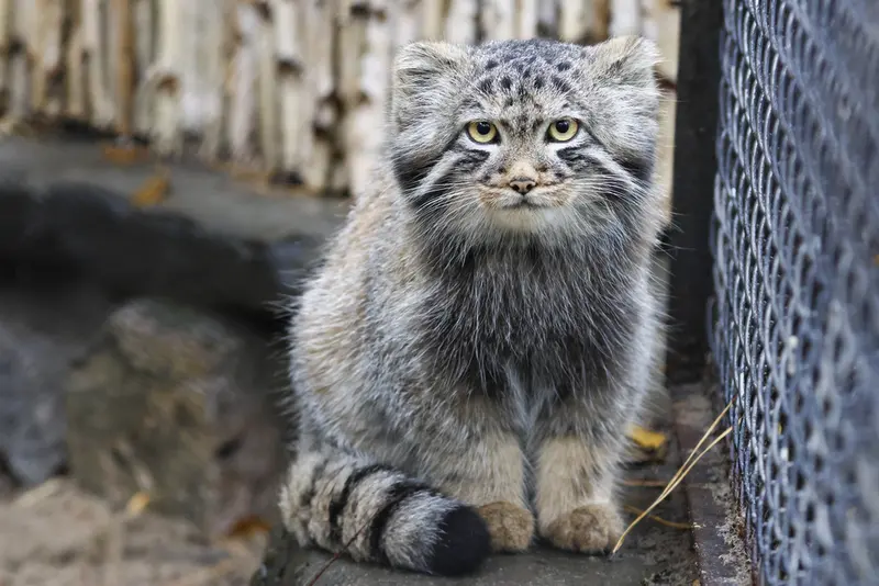 ノヴォシビルスク動物園のマヌルネコの写真