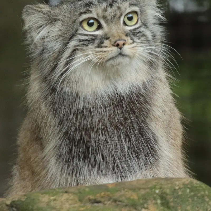 ロッテルダム動物園のポエスの写真
