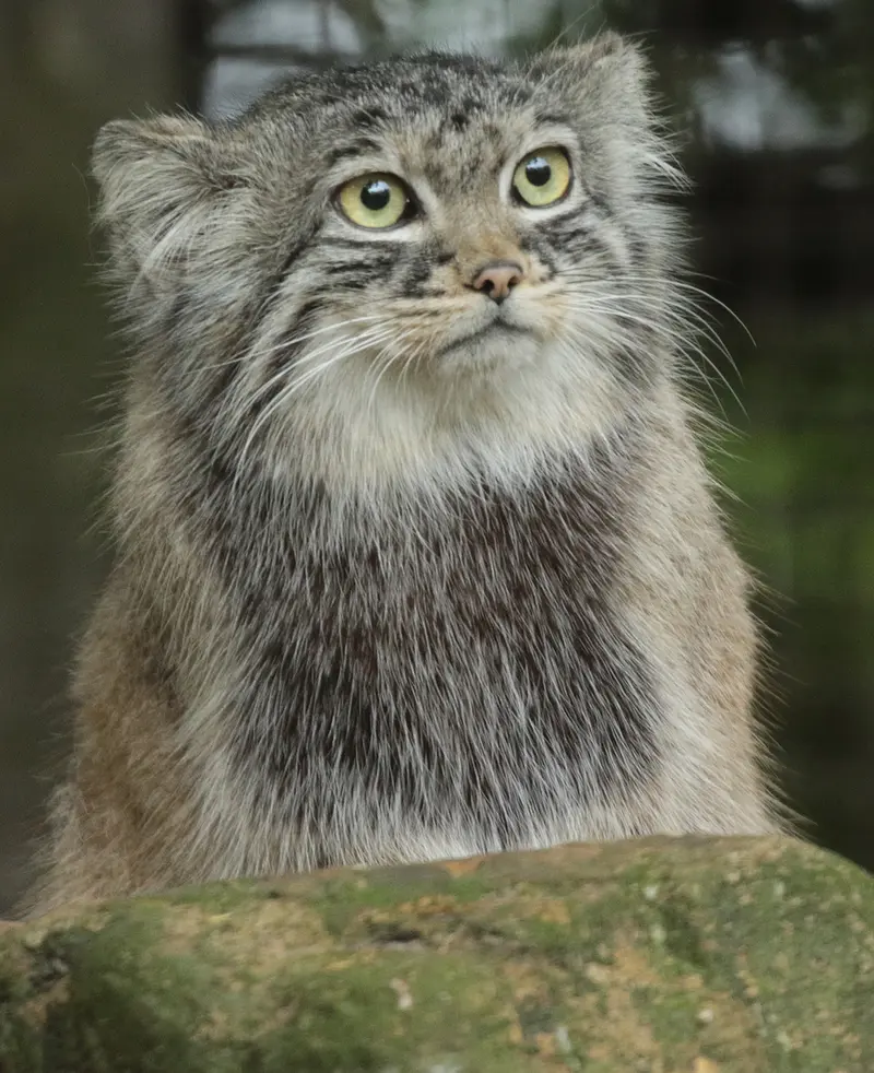 ロッテルダム動物園のポエスの写真