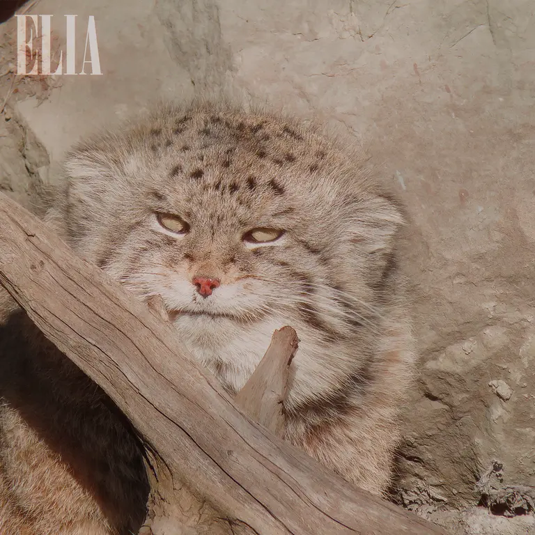 カルガリー動物園 / ワイルダー研究所のオラフの写真