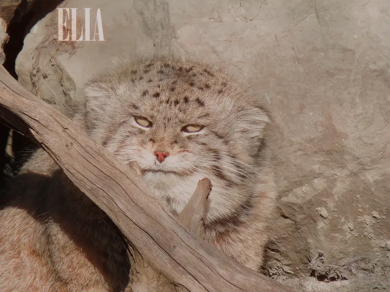 カルガリー動物園 / ワイルダー研究所のオラフの写真
