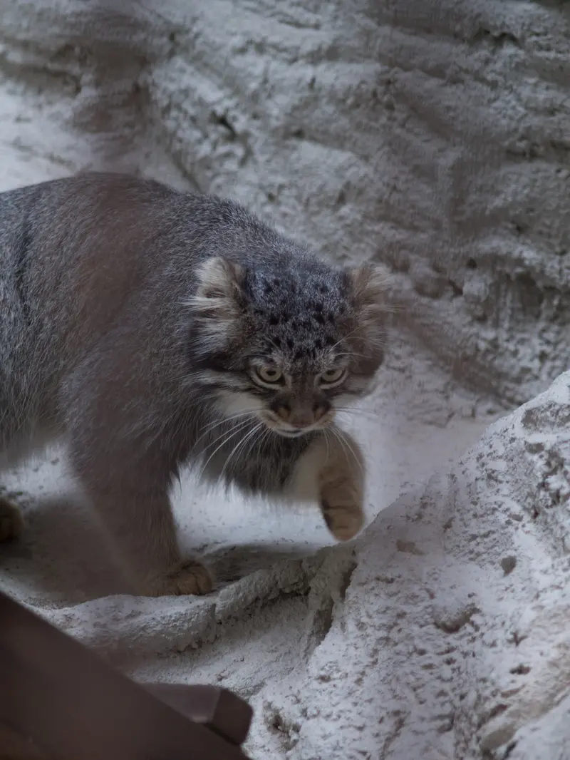 野毛山動物園のフィーガの写真