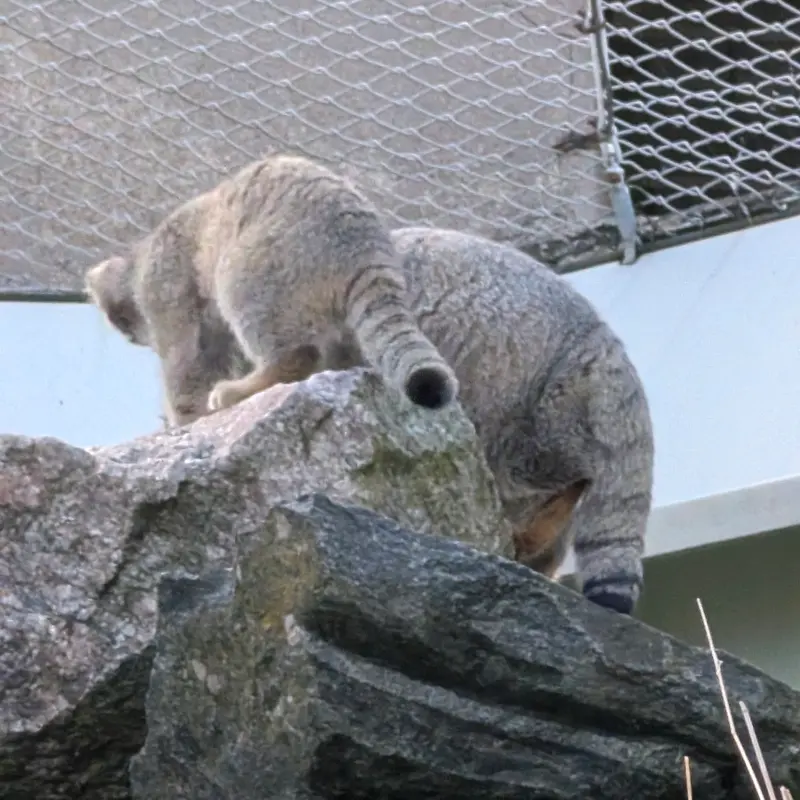 コルケアサーリ動物園のミミとステンの写真