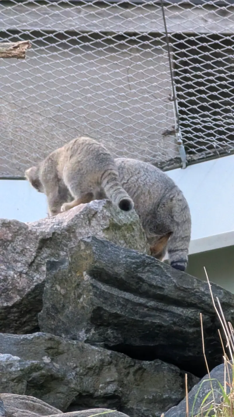 コルケアサーリ動物園のミミとステンの写真