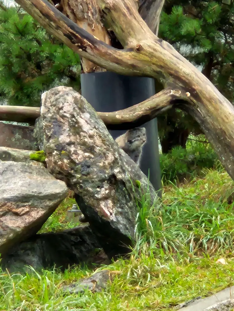 コルケアサーリ動物園のサイミの写真