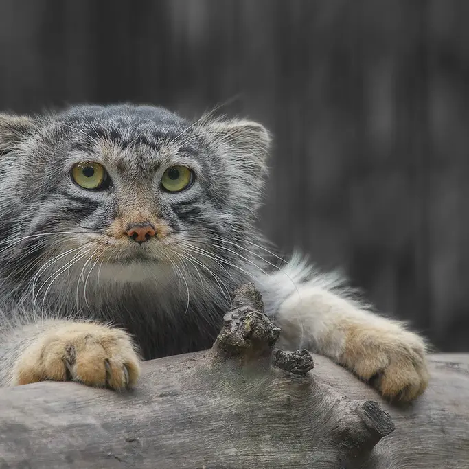 ノヴォシビルスク動物園のバルトークの写真