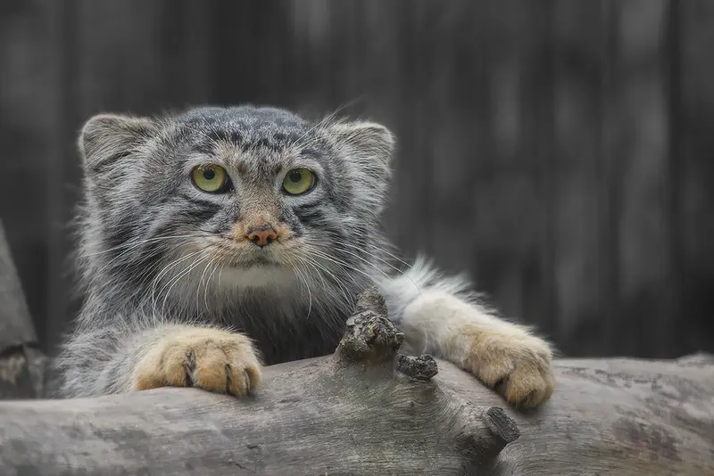 ノヴォシビルスク動物園のバルトークの写真